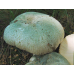 Мицелий Сыроежки зеленоватой (Russula virescens)